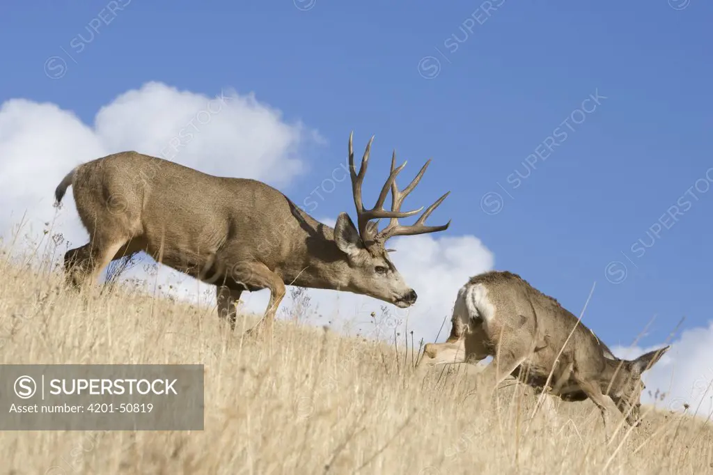Mule Deer (Odocoileus hemionus) buck smelling doe during rut, western Montana
