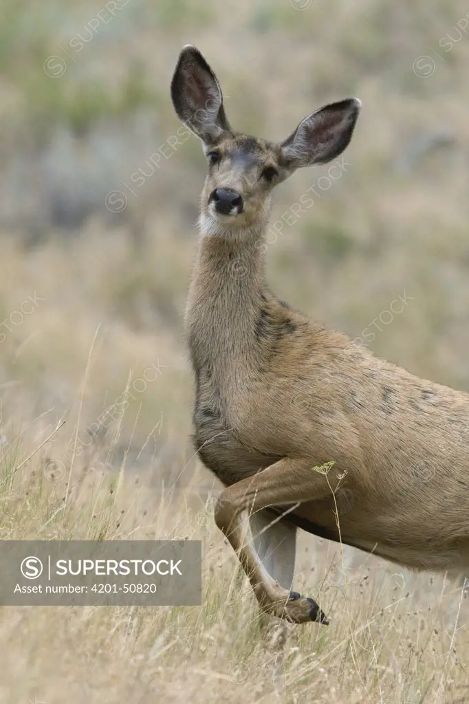 Mule Deer (Odocoileus hemionus) doe, western Montana