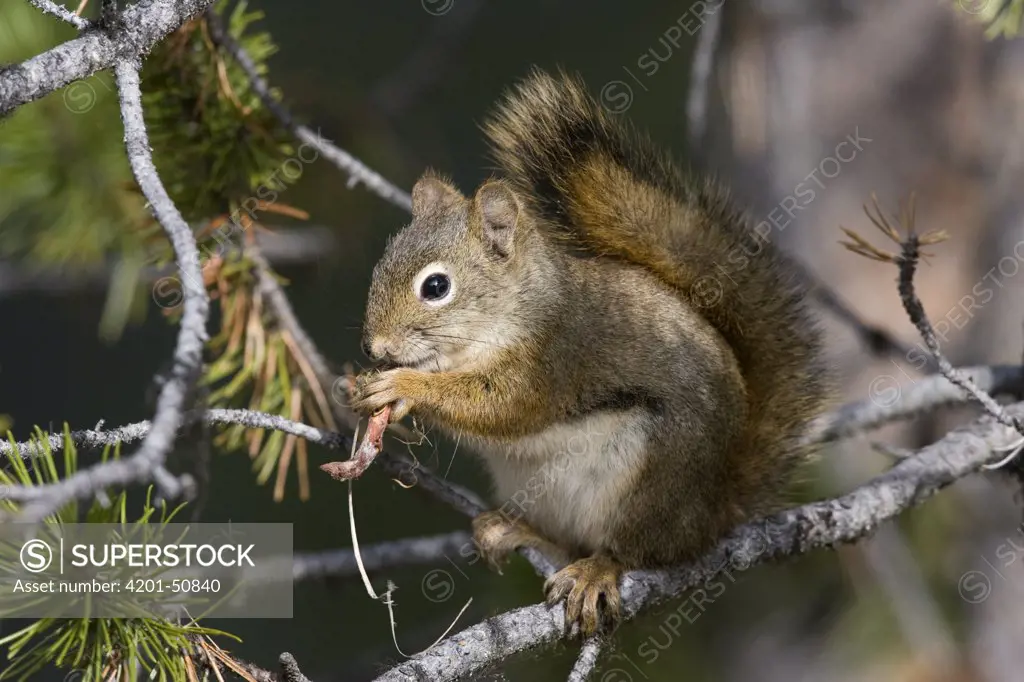 Red Squirrel (Tamiasciurus hudsonicus) in a tree eating a pine cone, western Montana