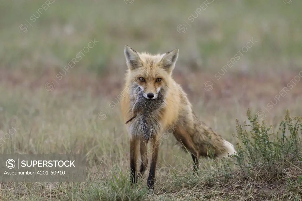 Red Fox (Vulpes vulpes) female with Columbian Ground Squirrel (Spermophilus columbianus) prey, western Montana