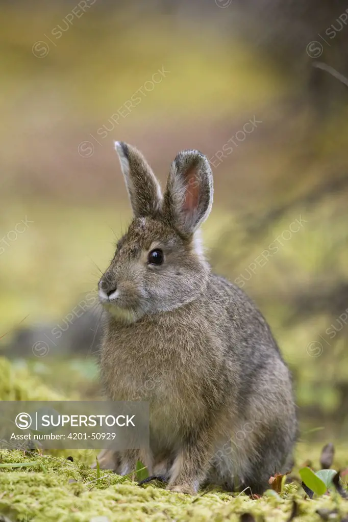 Snowshoe Hare (Lepus americanus) juvenile, central Alaska