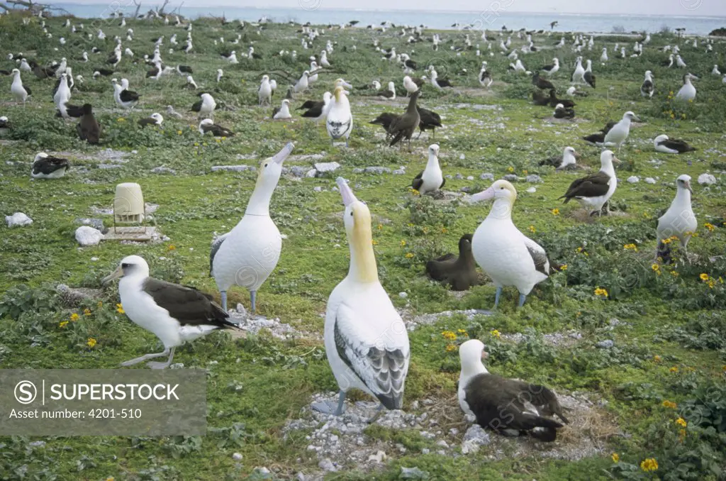 Short-tailed Albatross (Phoebastria albatrus) decoys donated from Japan placed strategically in an attempt to establish new breeding colony, Midway Atoll, Hawaii