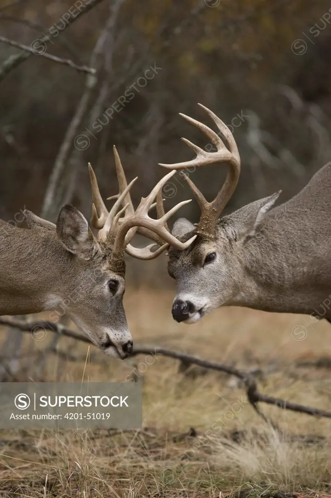 White-tailed Deer (Odocoileus virginianus) bucks fighting, western Montana
