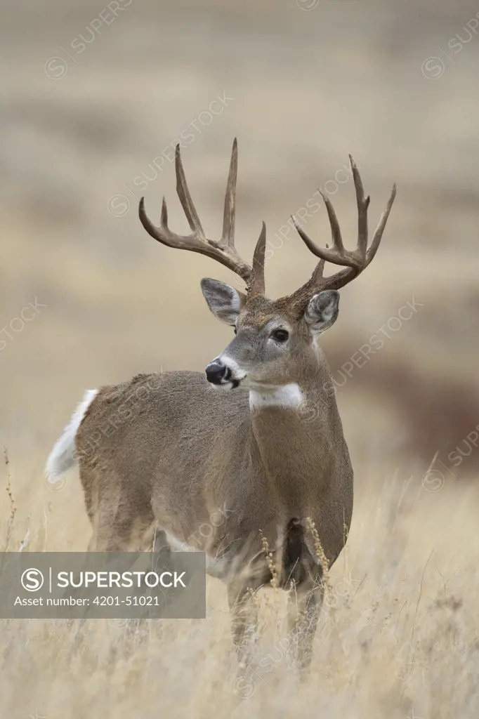 White-tailed Deer (Odocoileus virginianus) buck, western Montana