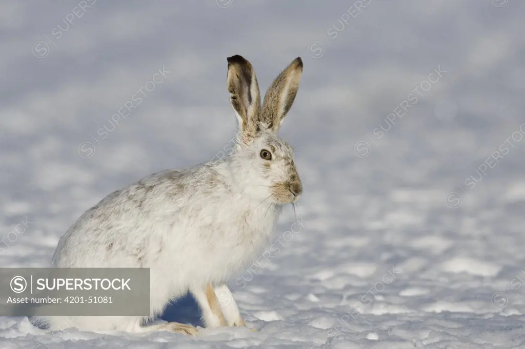 White-tailed Jack Rabbit (Lepus townsendii) in winter coat, eastern Montana