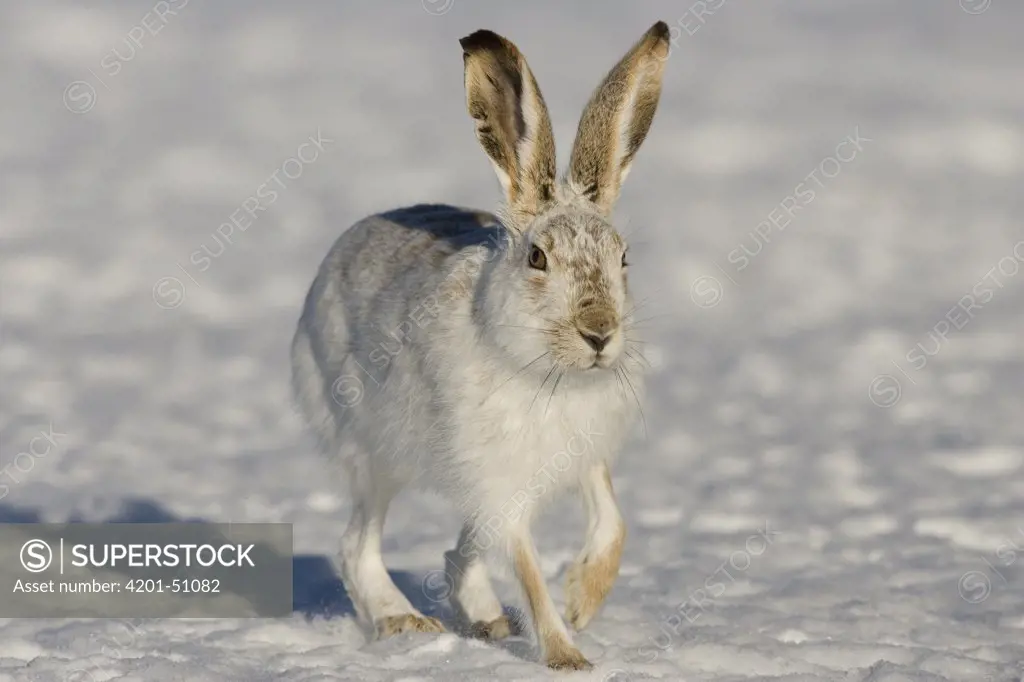 White-tailed Jack Rabbit (Lepus townsendii) hopping in winter coat, eastern Montana