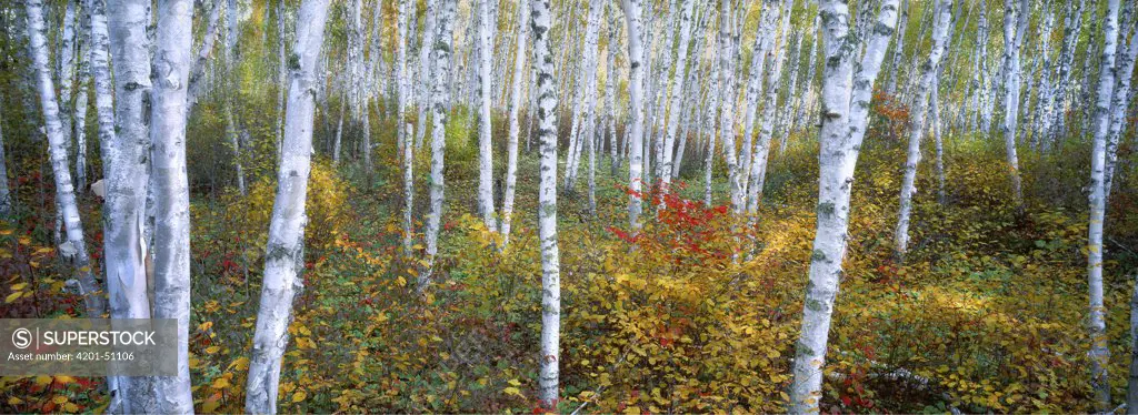 Birch (Betula costata) grove in autumn, Minnesota