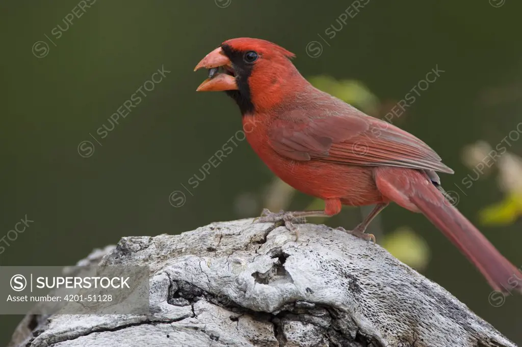 Northern Cardinal (Cardinalis cardinalis) male eating seeds, Red Corral Ranch, Texas