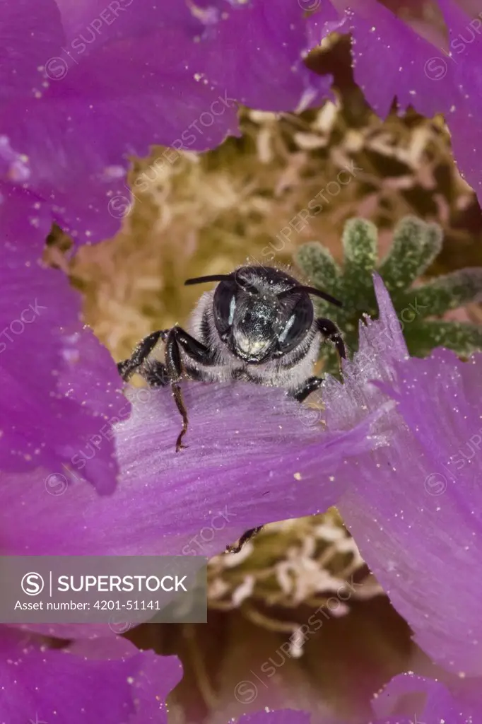 Digger Bee (Melissodes sp) pollinating Lace Cactus blossom (Echinocereus reichenbachii), Red Corral Ranch, Texas