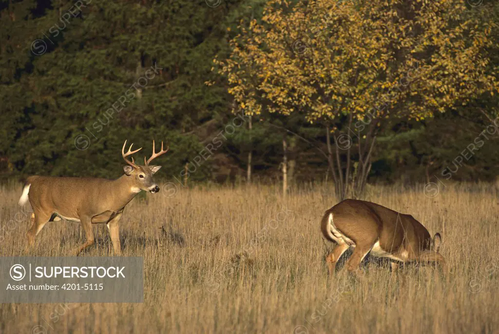 White-tailed Deer (Odocoileus virginianus) buck approaching doe in estrus in field