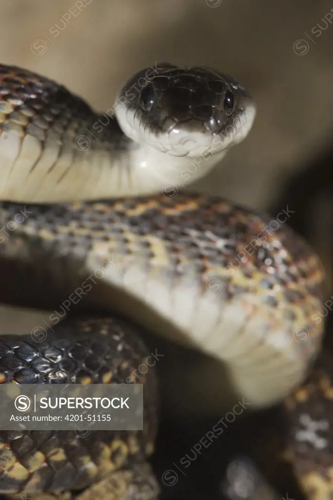 Texas Rat Snake (Elaphe obsoleta lindheimeri), Red Corral Ranch, Texas