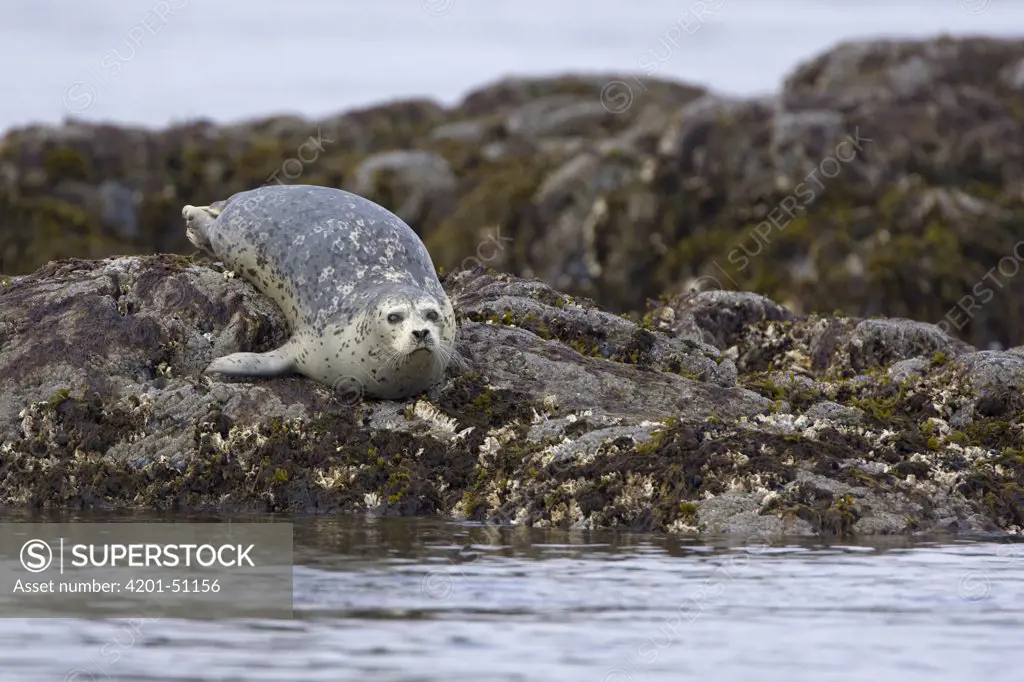 Harbor Seal (Phoca vitulina) hauled out on rocks, Katmai National Park, Alaska