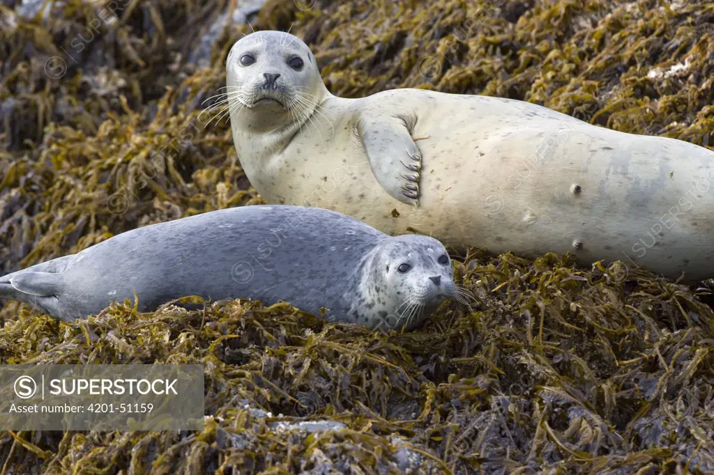 Harbor Seal (Phoca vitulina) mother and pup hauled out on rocks, Katmai National Park, Alaska