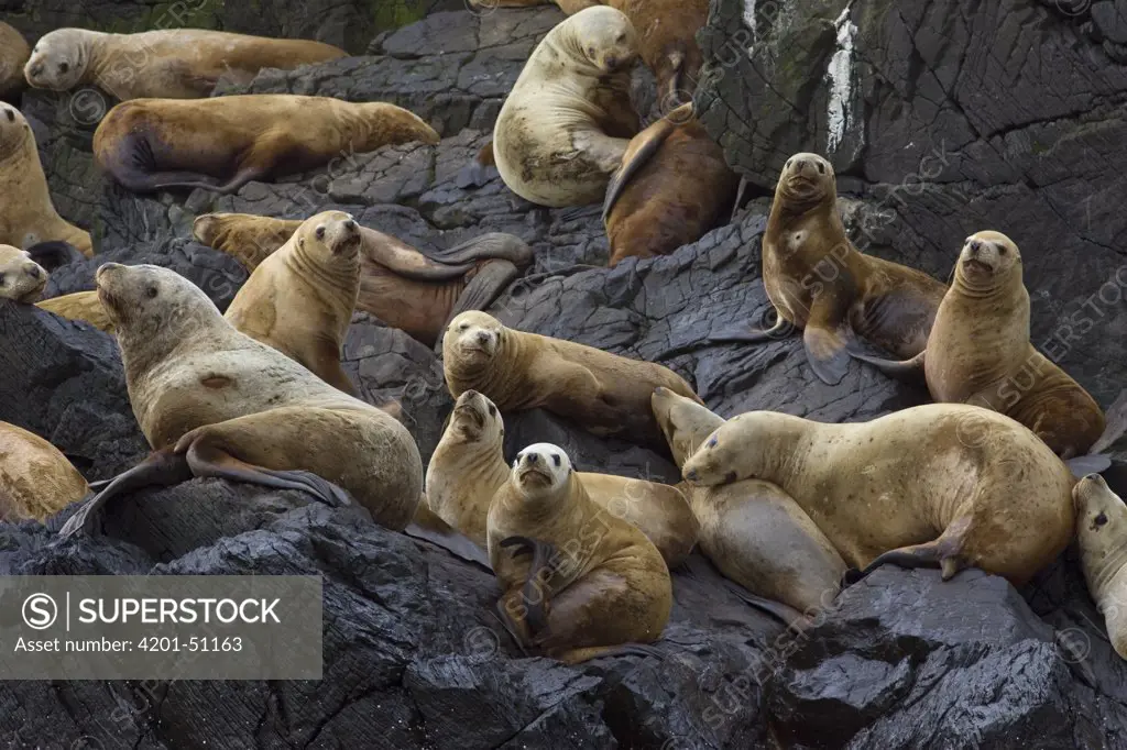 Steller's Sea Lion (Eumetopias jubatus) group hauled out on rocks, Katmai National Park, Alaska