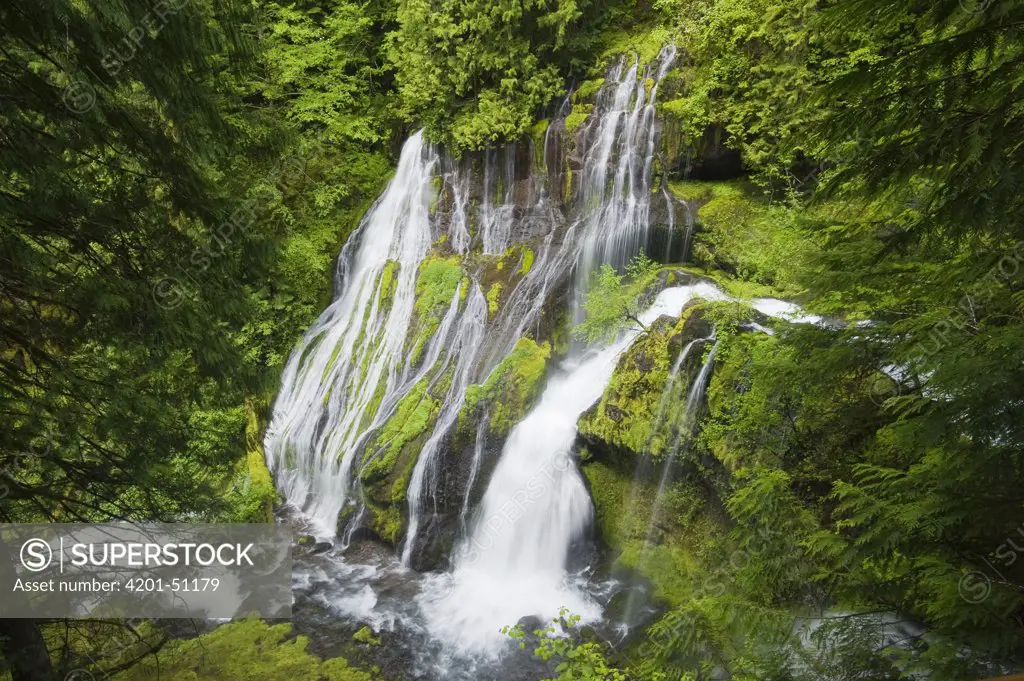 Panther Creek Falls in temperate rainforest, Gifford Pinchot National Forest, Washington