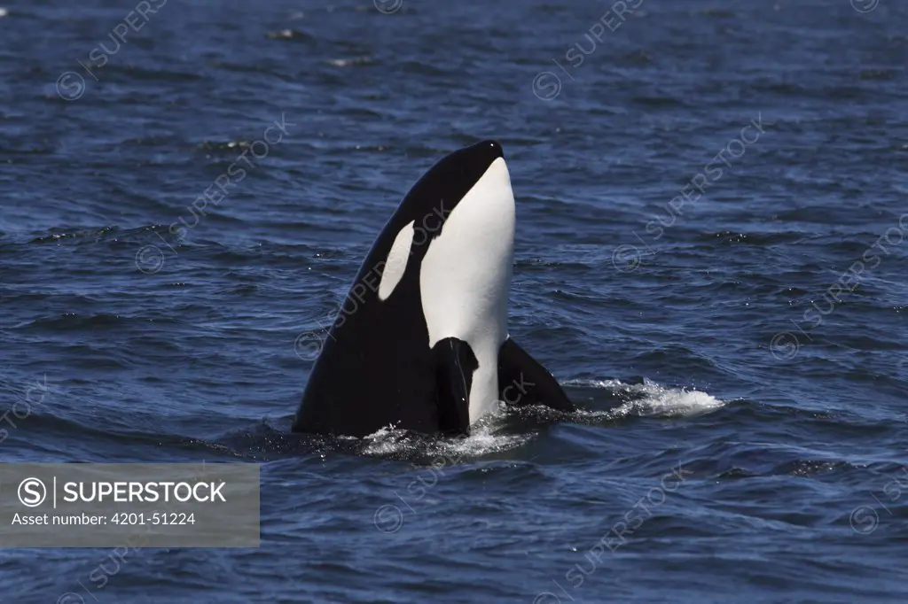 Orca (Orcinus orca) spy-hopping transient, Monterey Bay, California