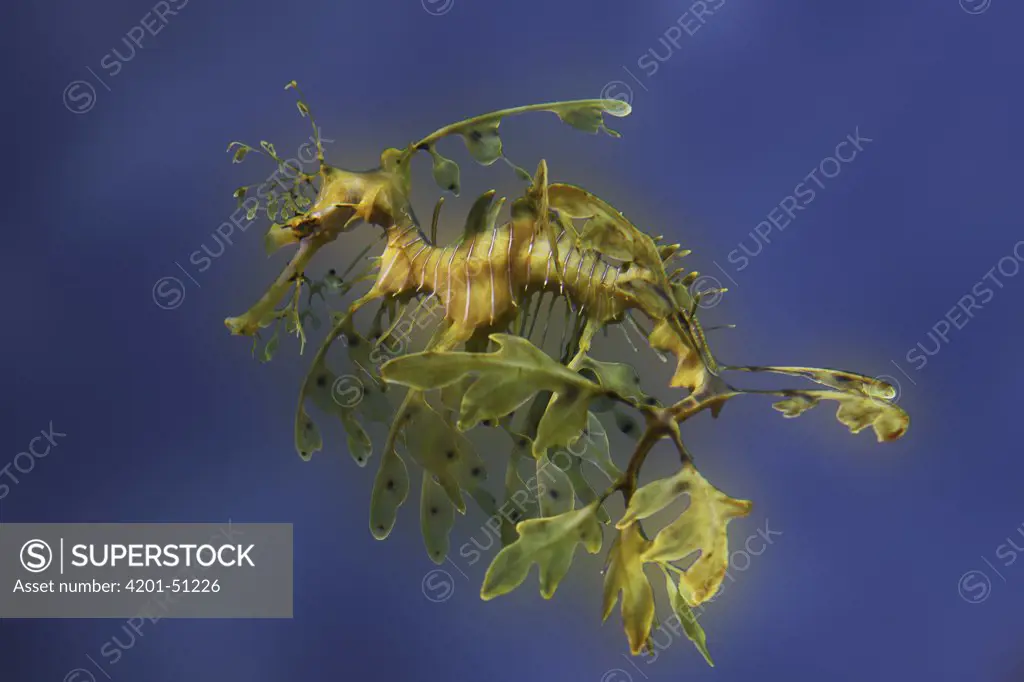 Leafy Sea Dragon (Phycodurus eques) camouflaged as seaweed in aquarium, Japan