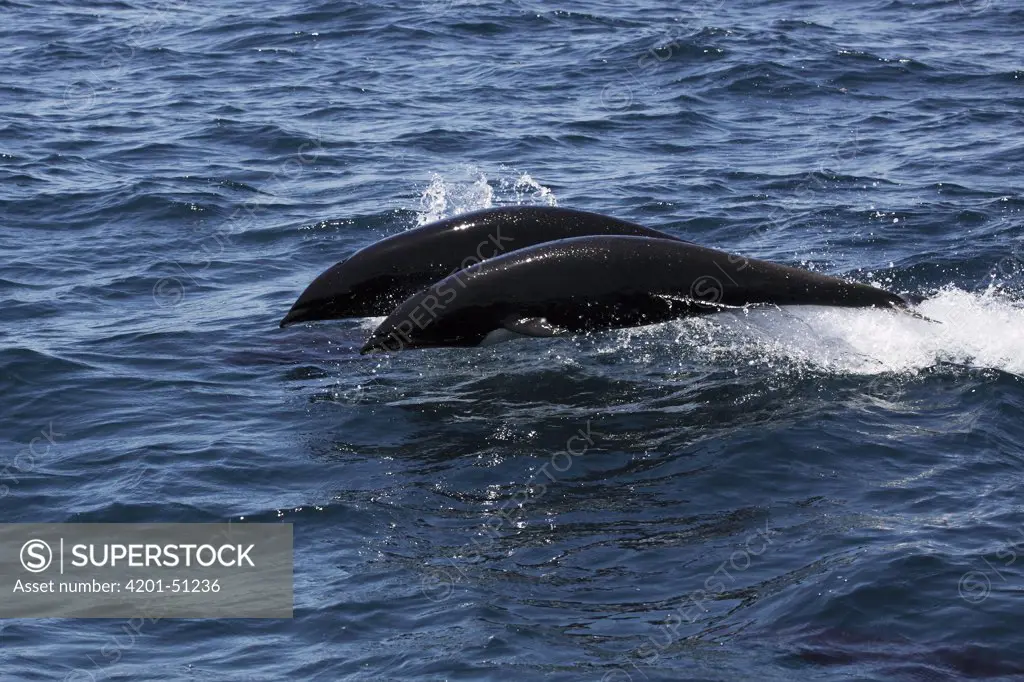 Northern Right Whale Dolphin (Lissodelphis borealis) pair jumping, Monterey Bay, California