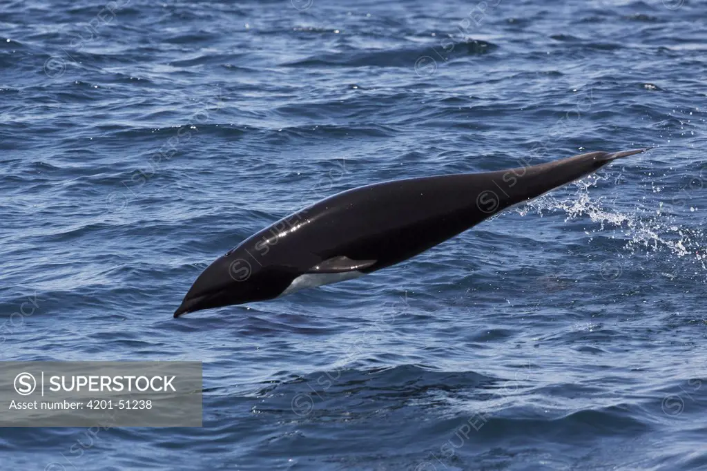 Northern Right Whale Dolphin (Lissodelphis borealis) jumping, Monterey Bay, California