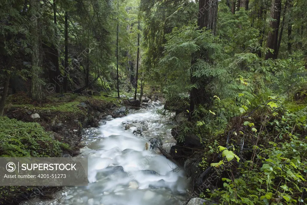Coast Redwood (Sequoia sempervirens) forest and creek, Big Sur, California