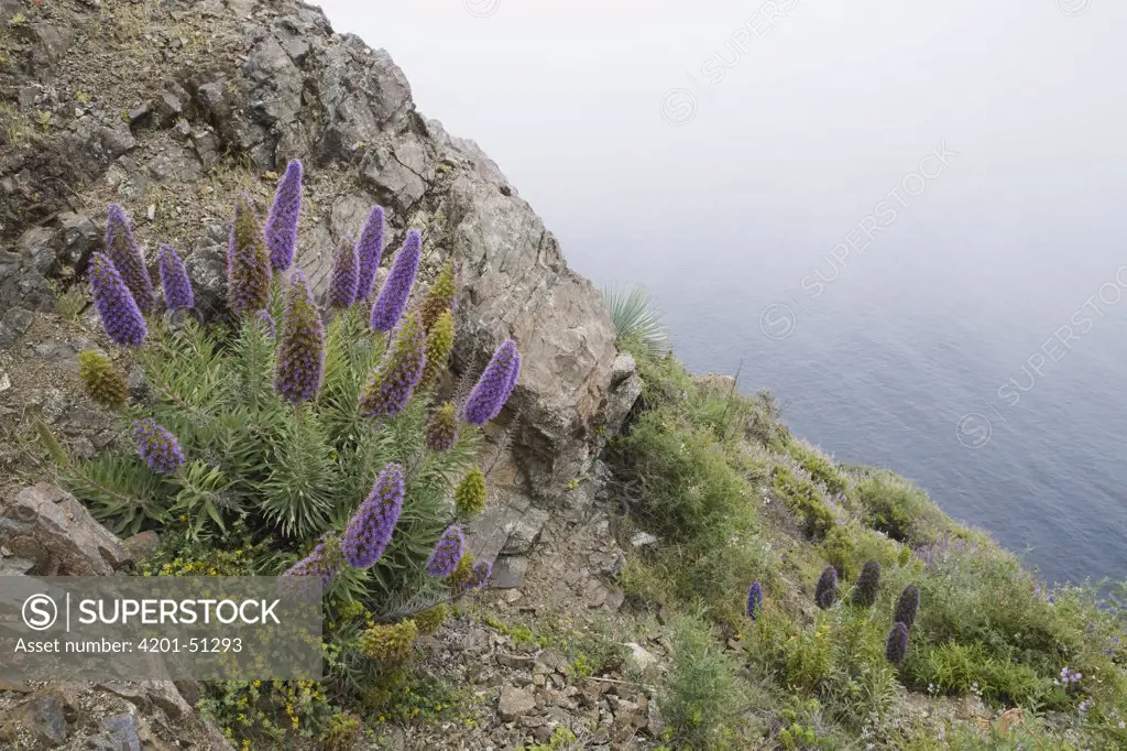 Pride of Madeira (Echium candicans), an introduced garden species, flowering along the coast, Big Sur, California