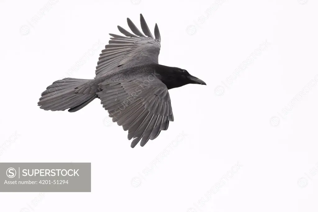 Common Raven (Corvus corax) flying in fog, Big Sur, California