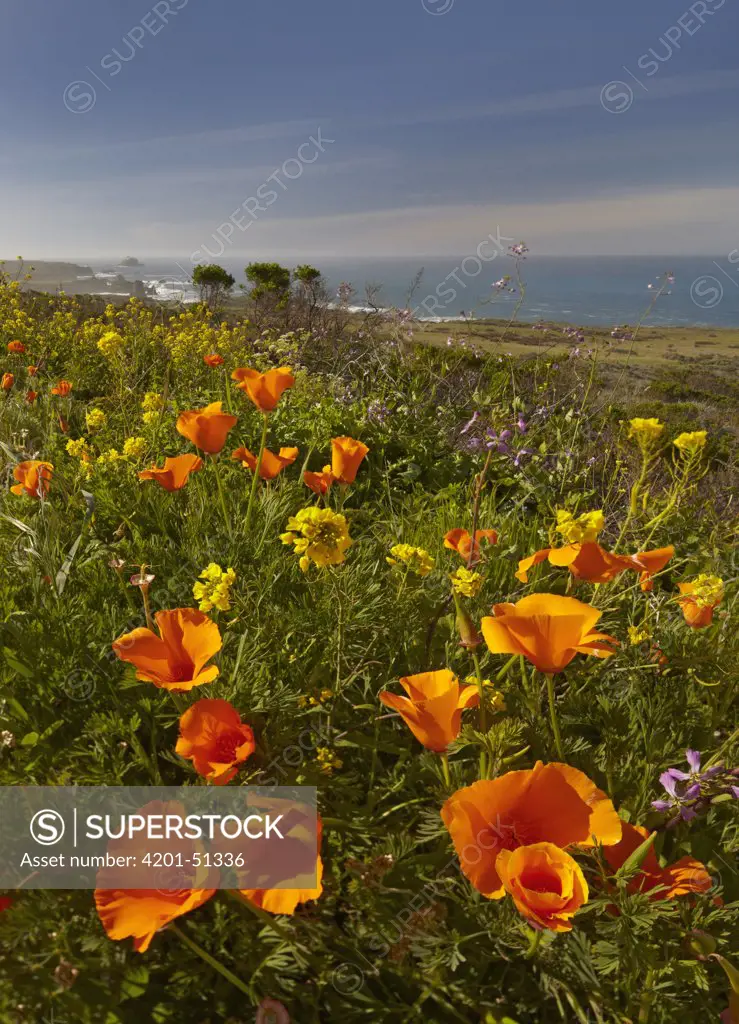 California Poppy (Eschscholzia californica) field, Big Sur, California