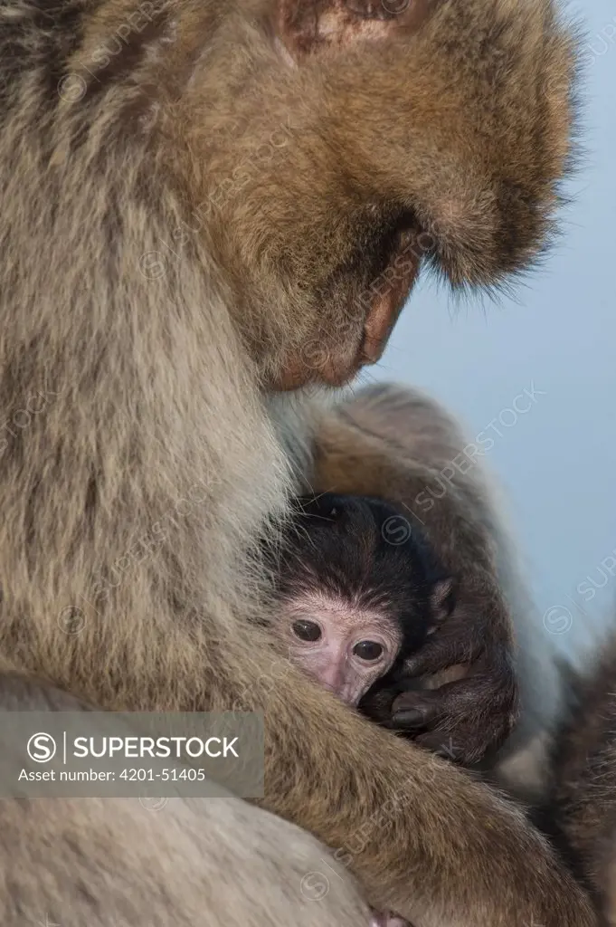 Barbary Macaque (Macaca sylvanus) parent and baby, Gibraltar, United Kingdom