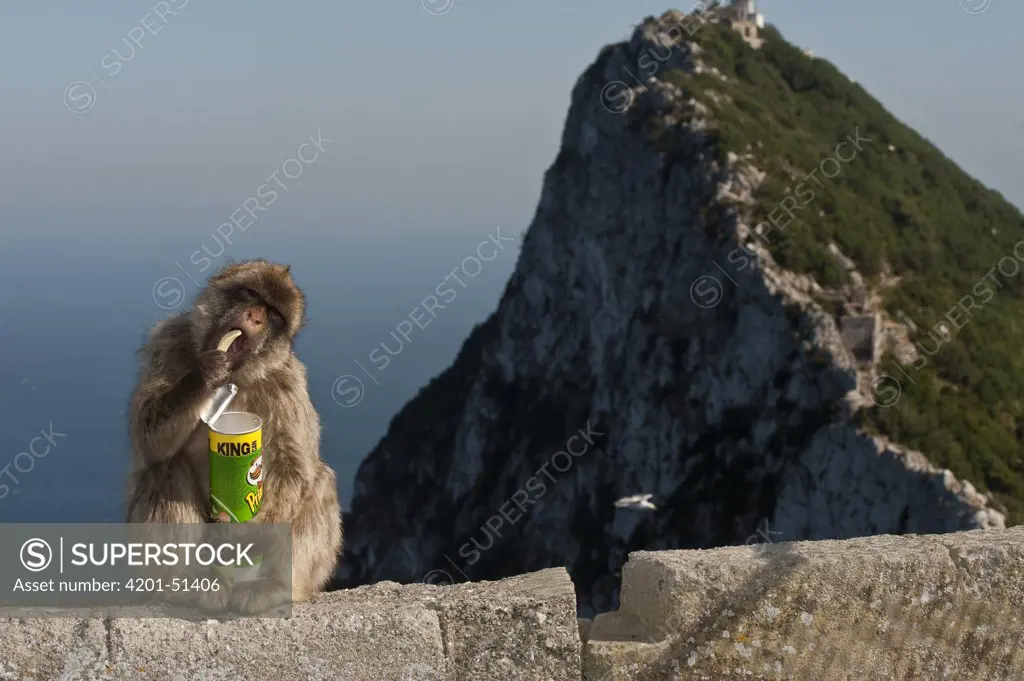 Barbary Macaque (Macaca sylvanus) eating potato chips stolen from tourists, Gibraltar, United Kingdom