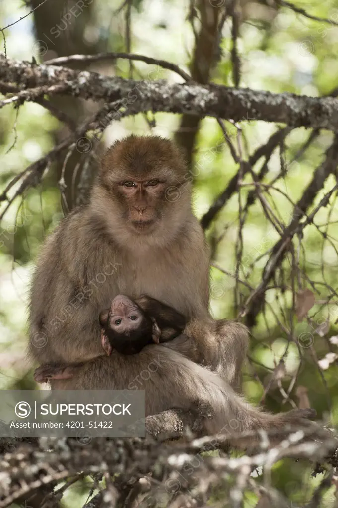 Barbary Macaque (Macaca sylvanus) parent holding baby, Cedar Forests of Azrou, Atlas Mountains, Morocco