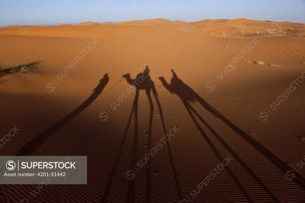 Dromedary (Camelus dromedarius) and keeper's shadows, Morocco