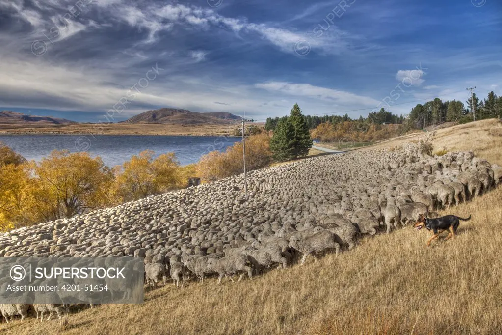 Domestic Sheep (Ovis aries) flock of Merino breed being moved by shepherd and dogs, Arrowsmith Station, Lake Heron, Canterbury, New Zealand