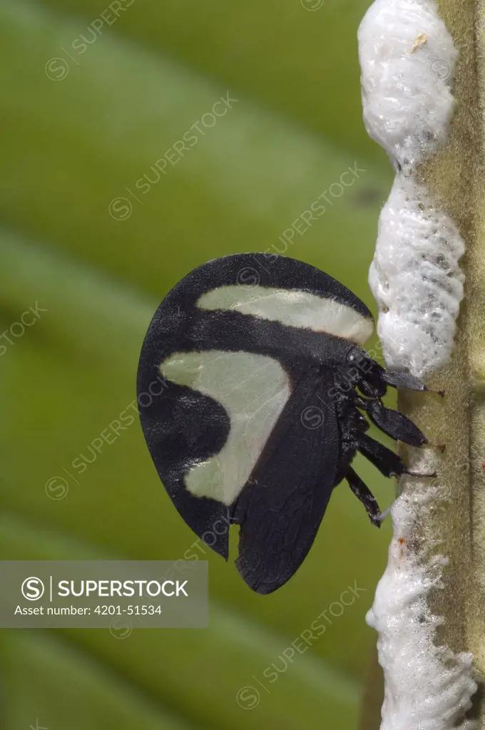 Black-and-white Treehopper (Membracis foliata) female laying eggs and covering them with protective foam, Amazon, Ecuador