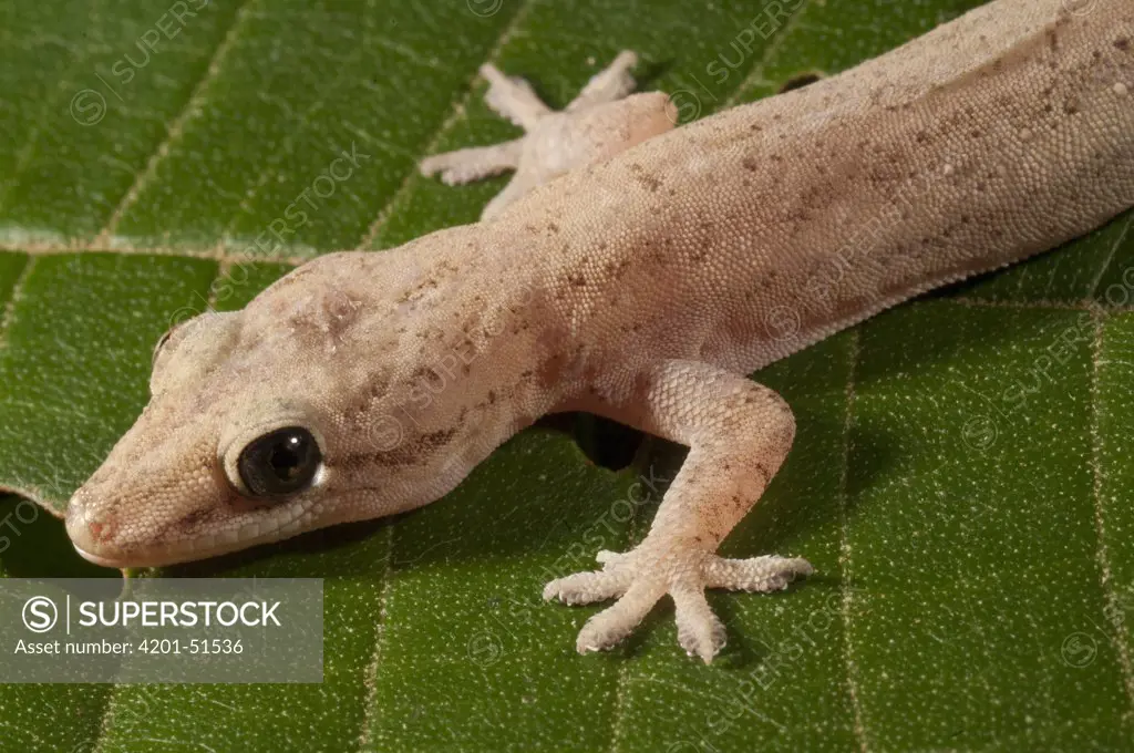 Moreau's Tropical House Gecko (Hemidactylus mabouia), Amazon, Ecuador