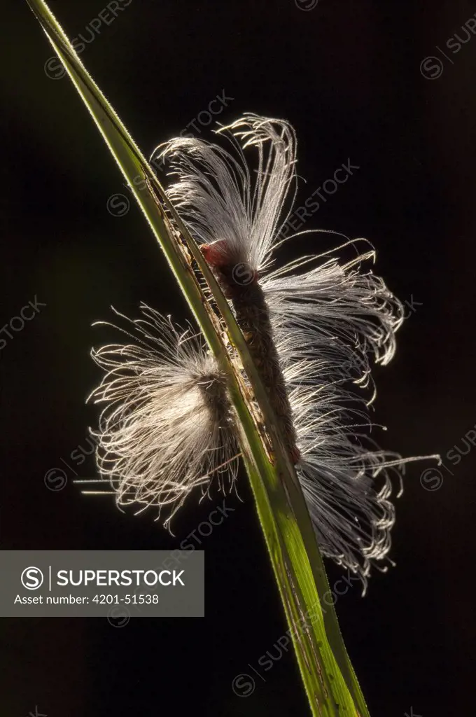 Tiger Moth (Arctiidae) caterpillar with long hairs, Amazon, Ecuador