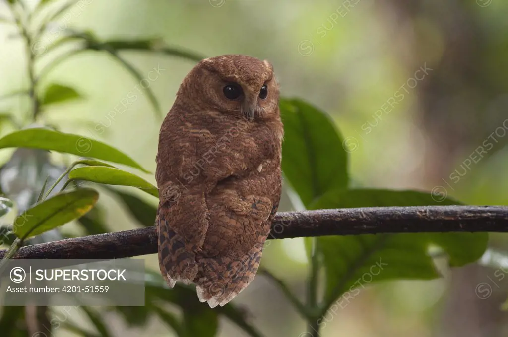 Colombian Screech-Owl (Megascops colombianus), Colombia