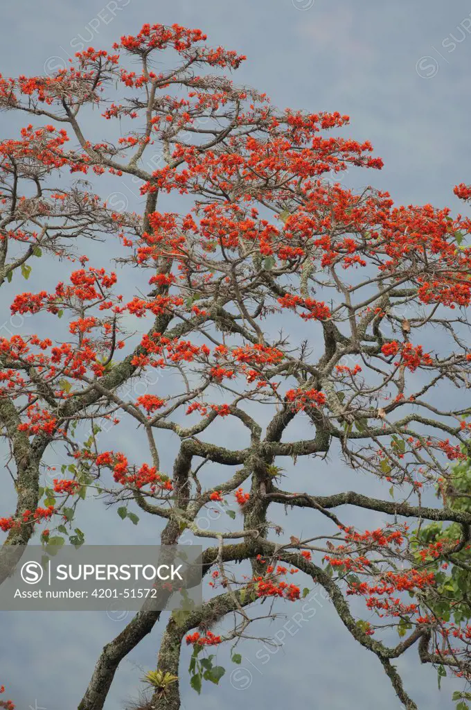 Coral Tree (Erythrina sp) flowering, Magdalena River Valley, Colombia