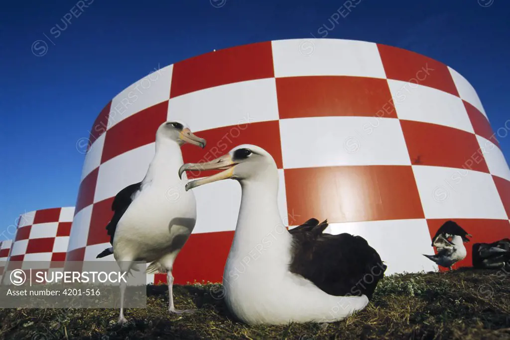 Laysan Albatross (Phoebastria immutabilis) pair nesting around water cisterns near runway, Midway Atoll, Hawaii