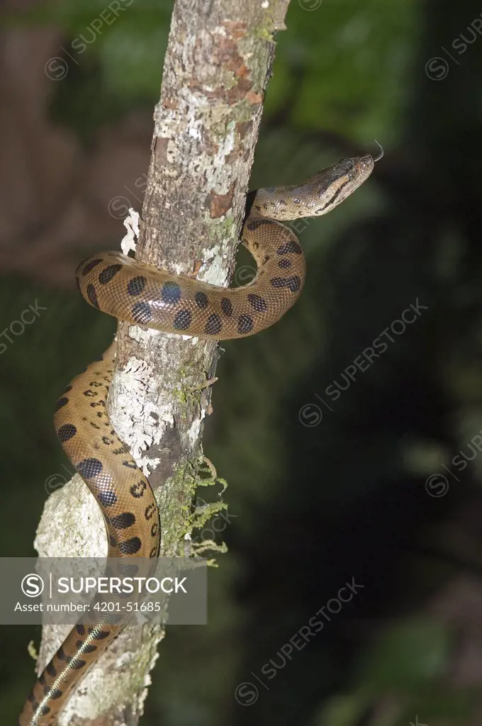 Green Anaconda (Eunectes murinus) climbing up tree with tongue extended, Amazon, Ecuador