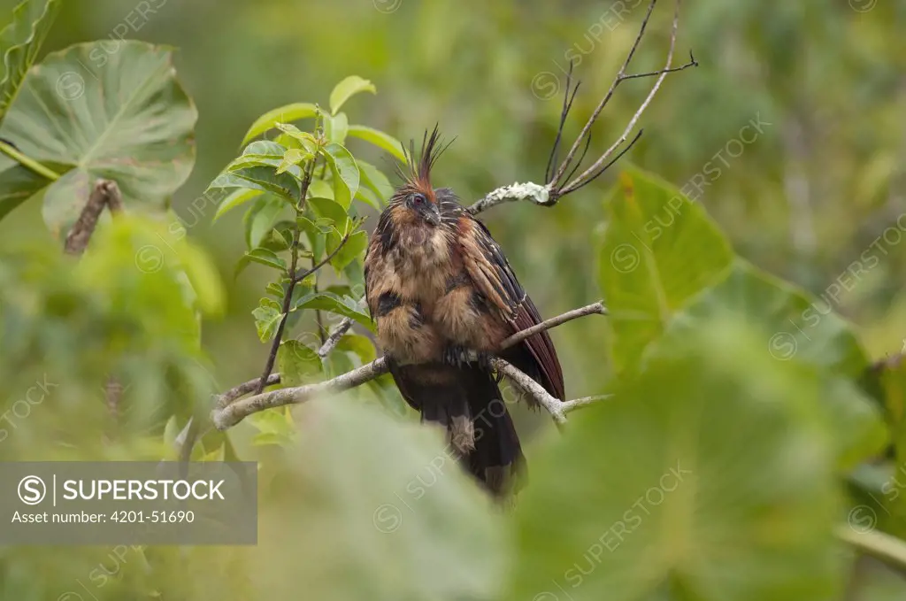 Hoatzin (Opisthocomus hoazin), Amazon, Ecuador