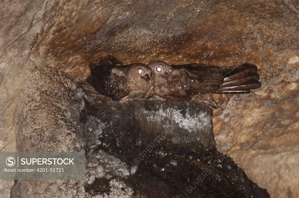 Oilbird (Steatornis caripensis) pair in nest with chick, Ecuador