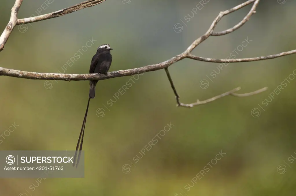 Long-tailed Tyrant (Colonia colonus), Ecuador