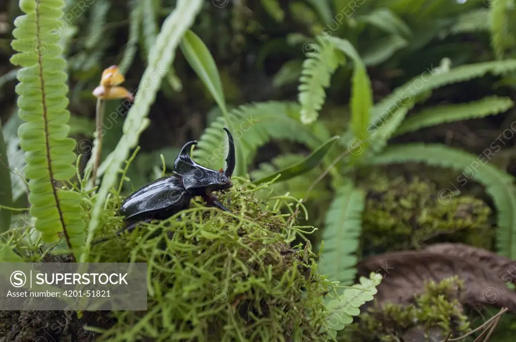Rhinoceros beetle (Enema pan) on rainforest floor, Ecuador