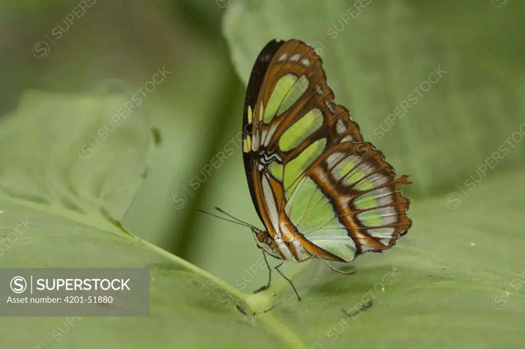 Green Heliconia Butterfly (Philaethria dido), Amazon, Ecuador