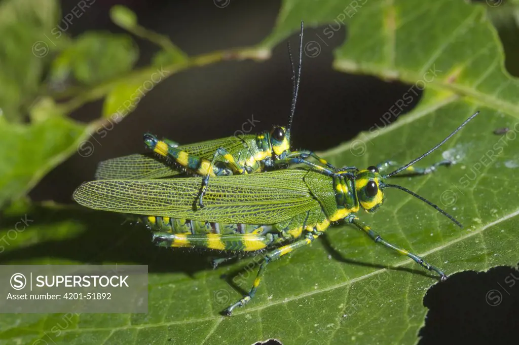Lubber Grasshopper (Chromacris sp) pair mating, Amazon, Ecuador