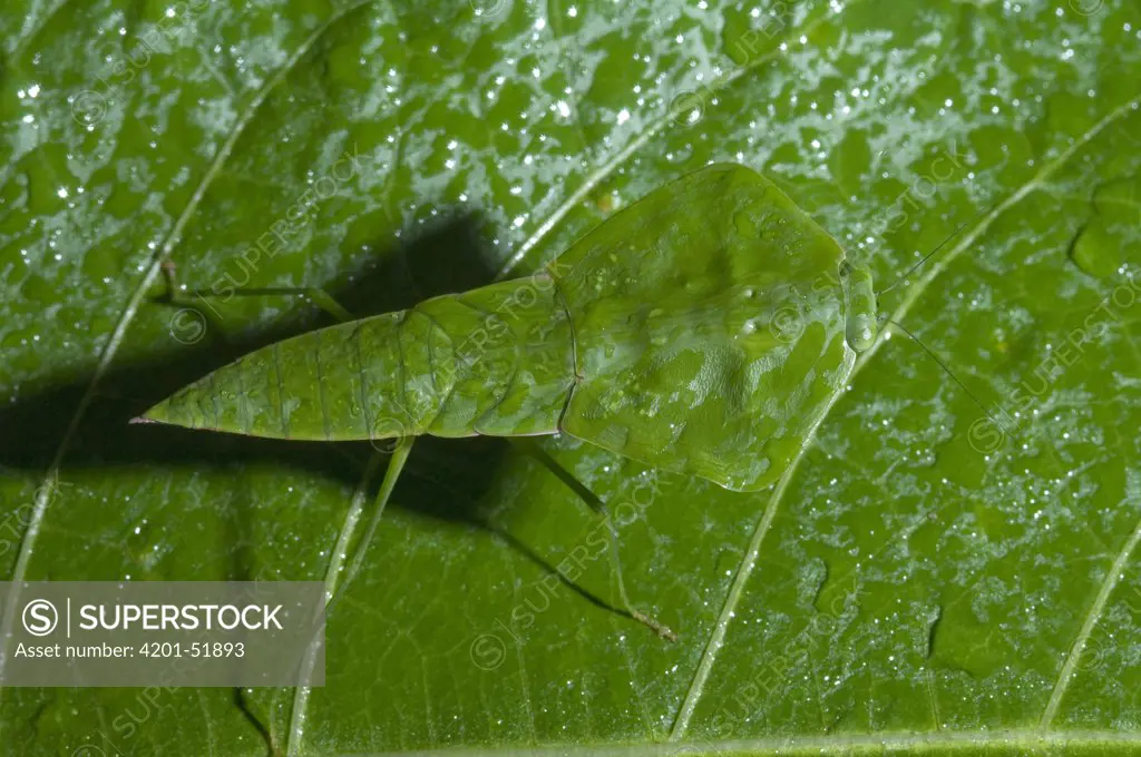 Praying Mantis (Choeradodis sp) mimicking leaf, Ecuador