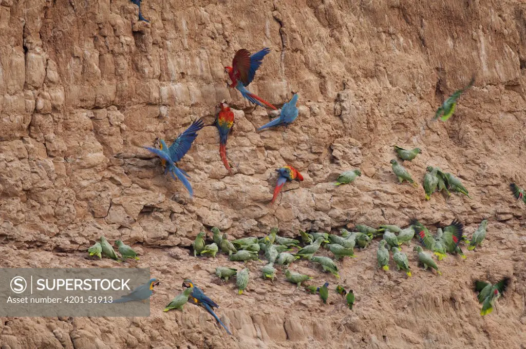 Scarlet Macaw (Ara macao), Blue and Yellow Macaw (Ara ararauna) and Mealy Parrot (Amazona farinosa) flock at clay lick, Peru