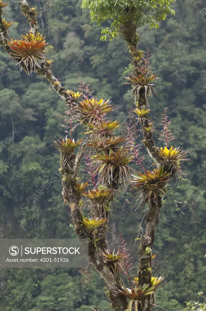Bromeliad (Tillandsia sp) epiphytes growing on rainforest tree, Ecuador
