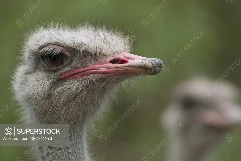 Ostrich (Struthio camelus) portrait, Ecuador