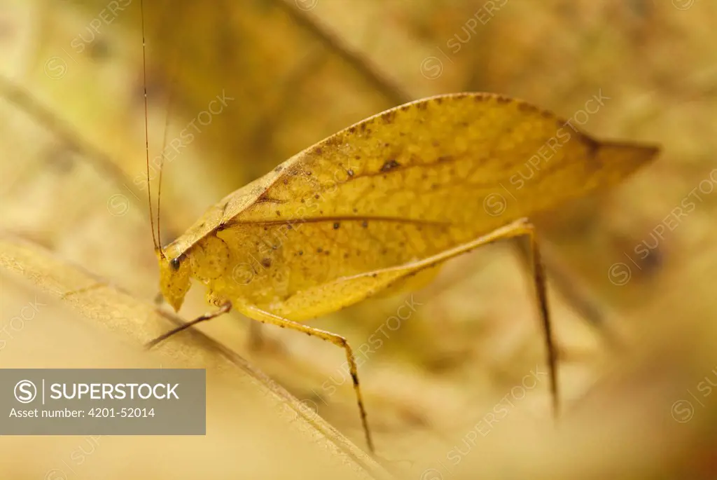 Katydid (Tettigoniidae) mimicking leaf, Ecuador